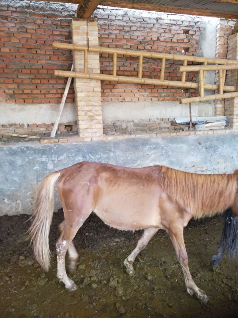 肉马400~500kg