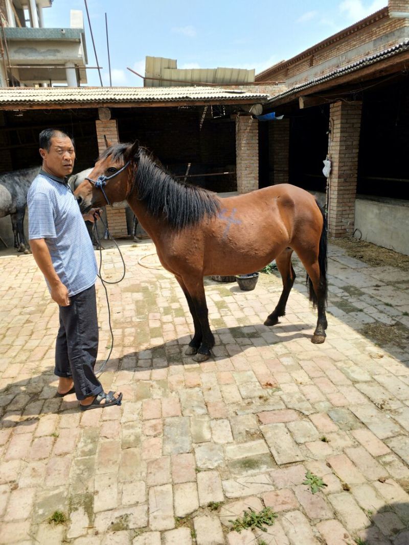 肉马400~500kg