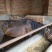 肉马400~500kg