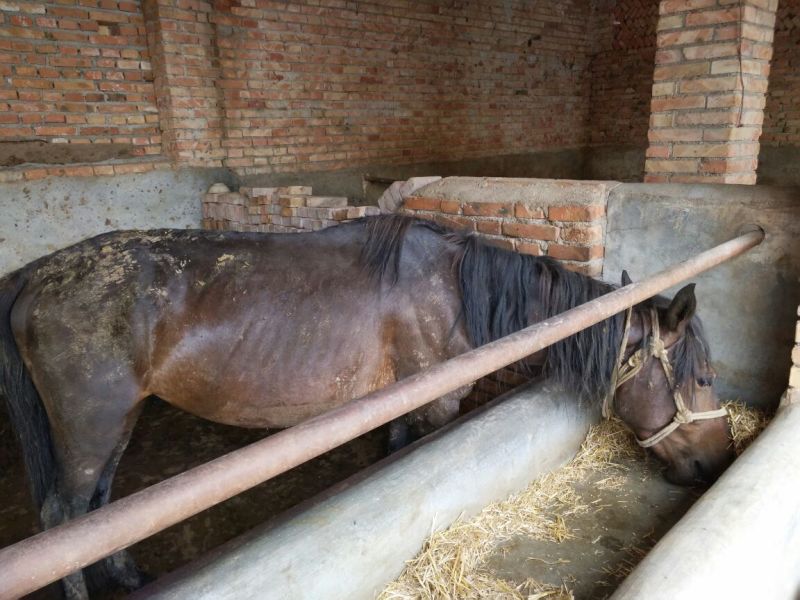 肉马400~500kg