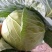 奥奇娜甘蓝，市场货，加工厂货大量上市，持续供应