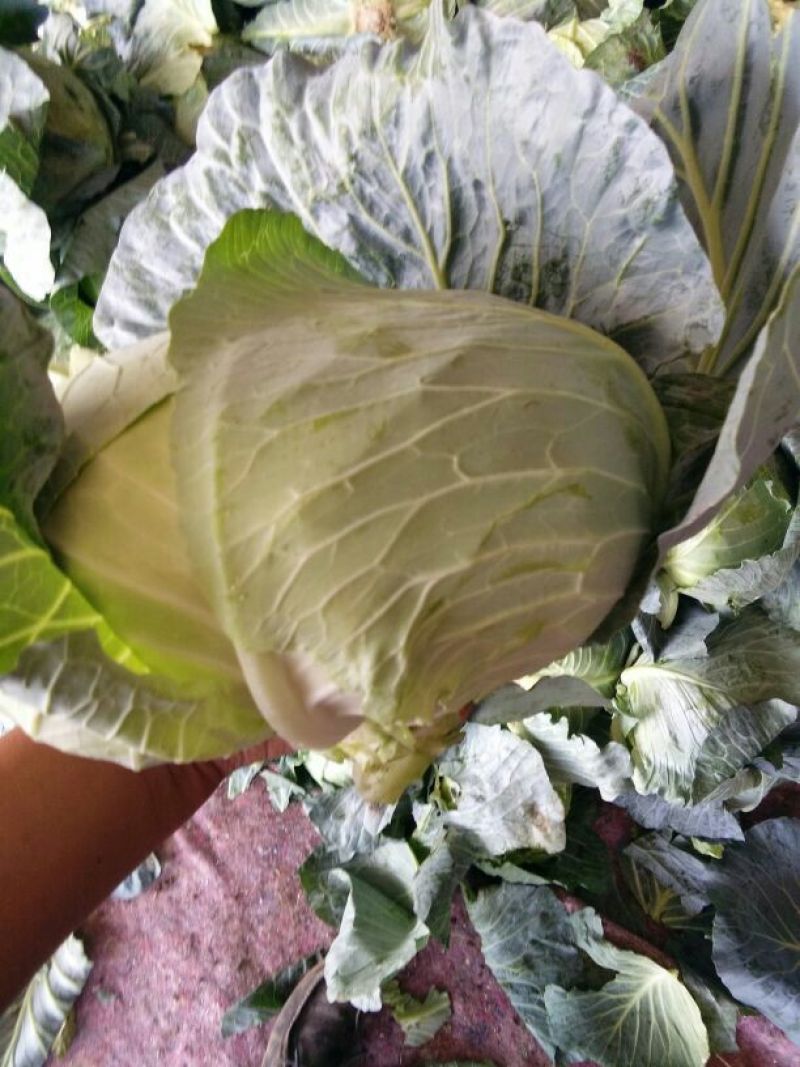 奥奇娜甘蓝，市场货，加工厂货大量上市，持续供应