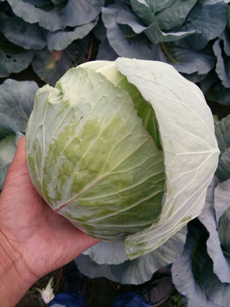 奥奇娜甘蓝，市场货，加工厂货大量上市，持续供应