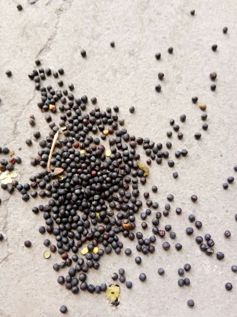 油菜籽1级