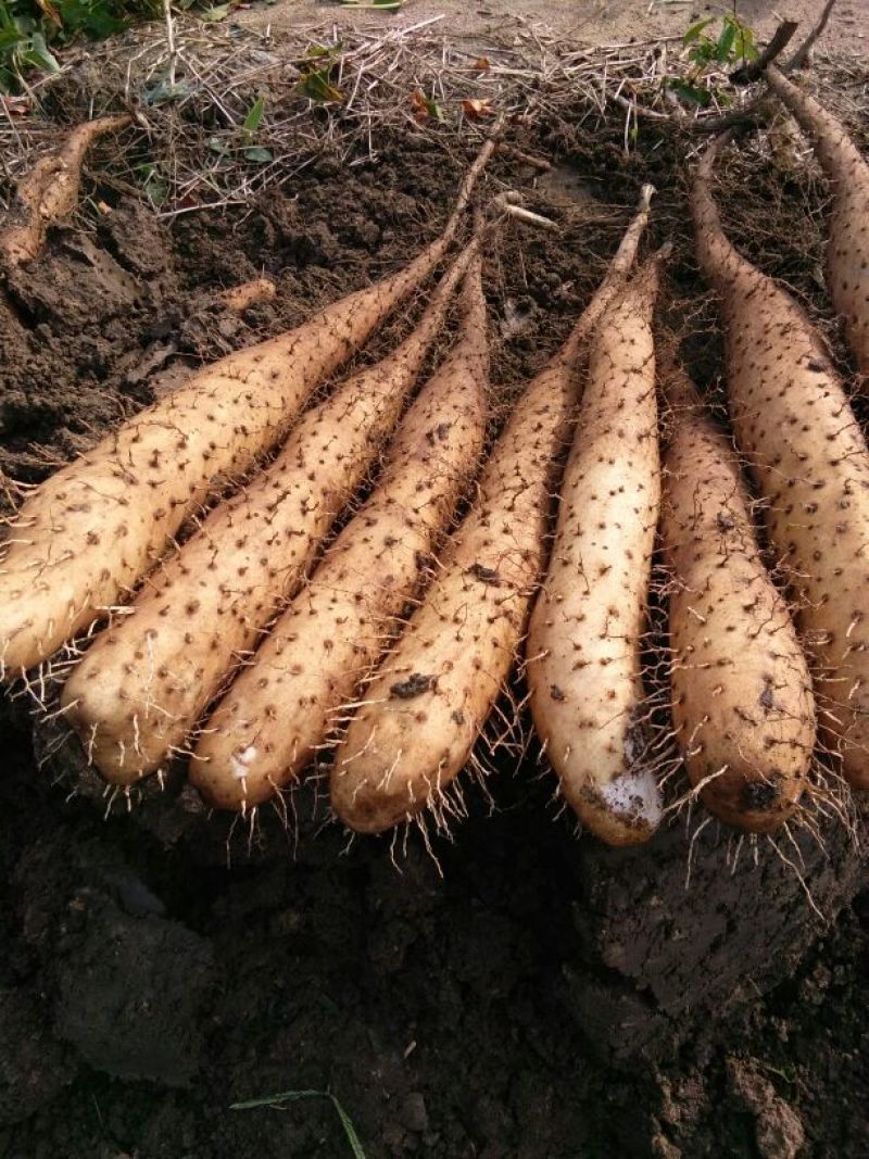 白玉山药，大量上市，产地直供，大小车随到随装