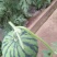 吊西瓜4斤打底9成熟1茬