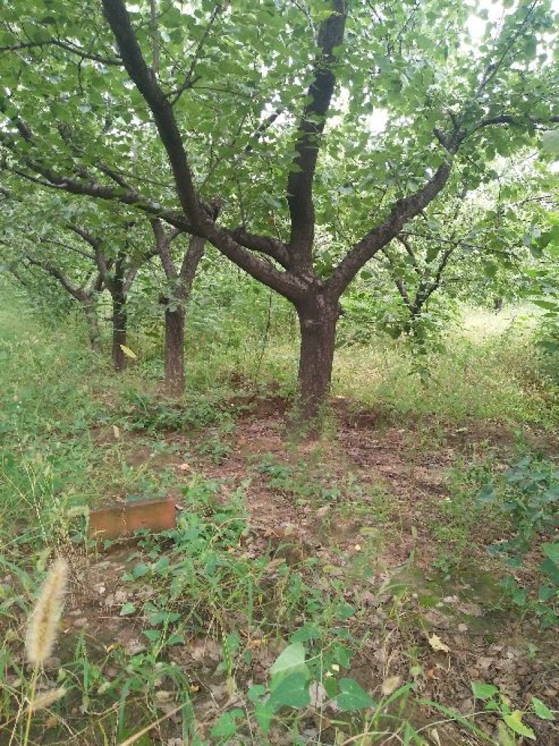 杏树18~20cm16~18cm3.5~4米