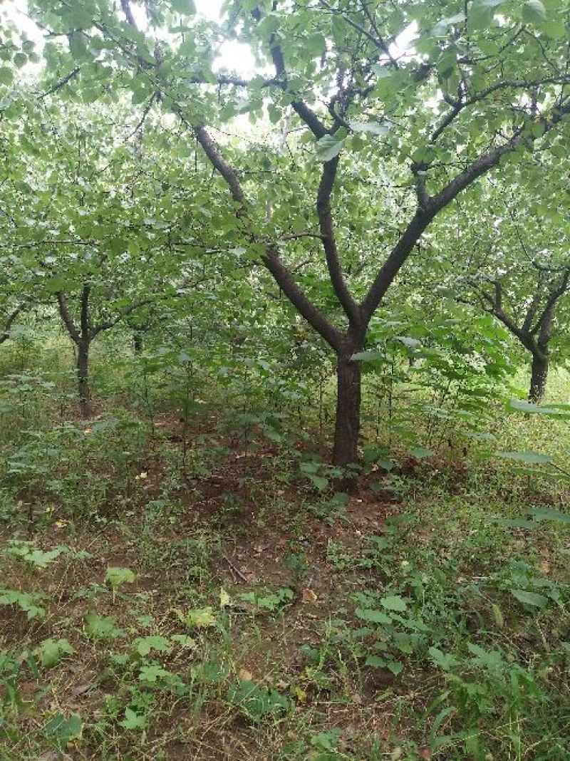 杏树18~20cm16~18cm3.5~4米