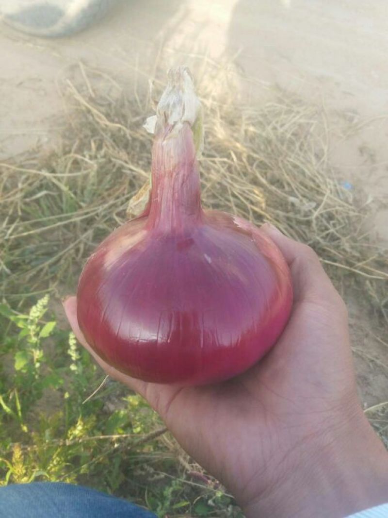 红皮洋葱