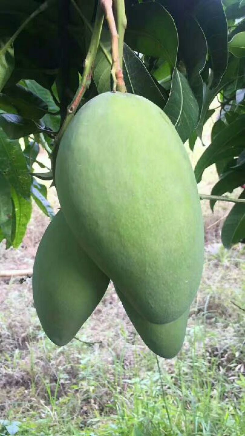 越南进口大青芒10两以上非玉芒