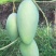 越南进口大青芒10两以上非玉芒