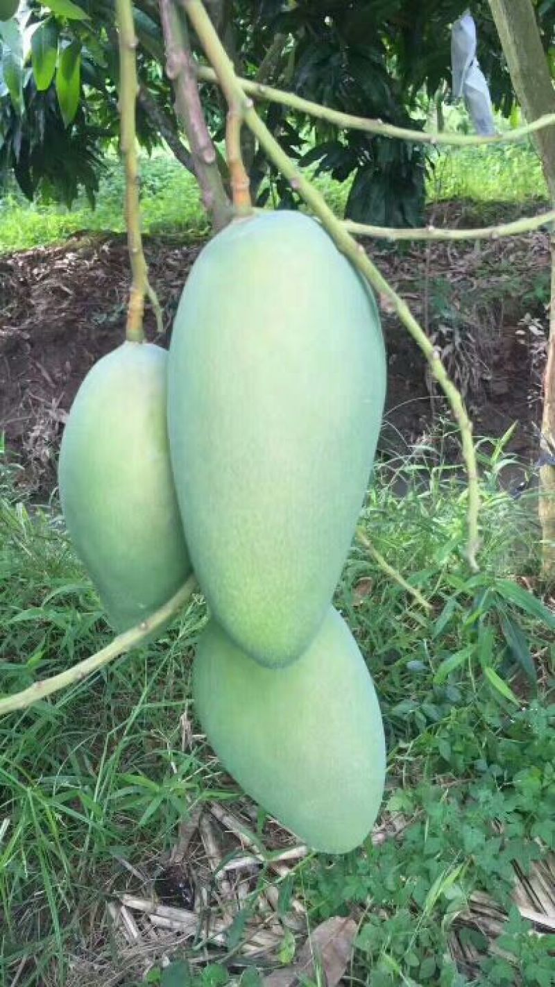 越南进口大青芒10两以上非玉芒