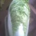 河北定州大白菜大量上市