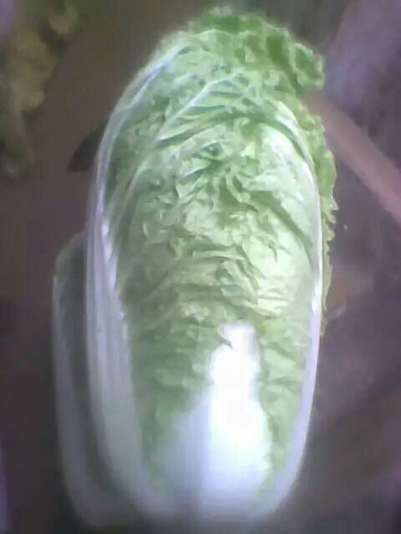 河北定州大白菜大量上市