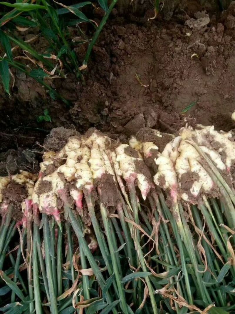 鲜姜红芽姜3两以上带土产地直销质量保证
