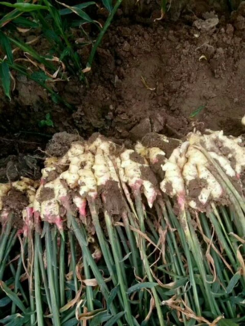 鲜姜红芽姜3两以上带土产地直销质量保证