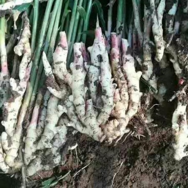 鲜姜红芽姜3两以上带土产地直销质量保证