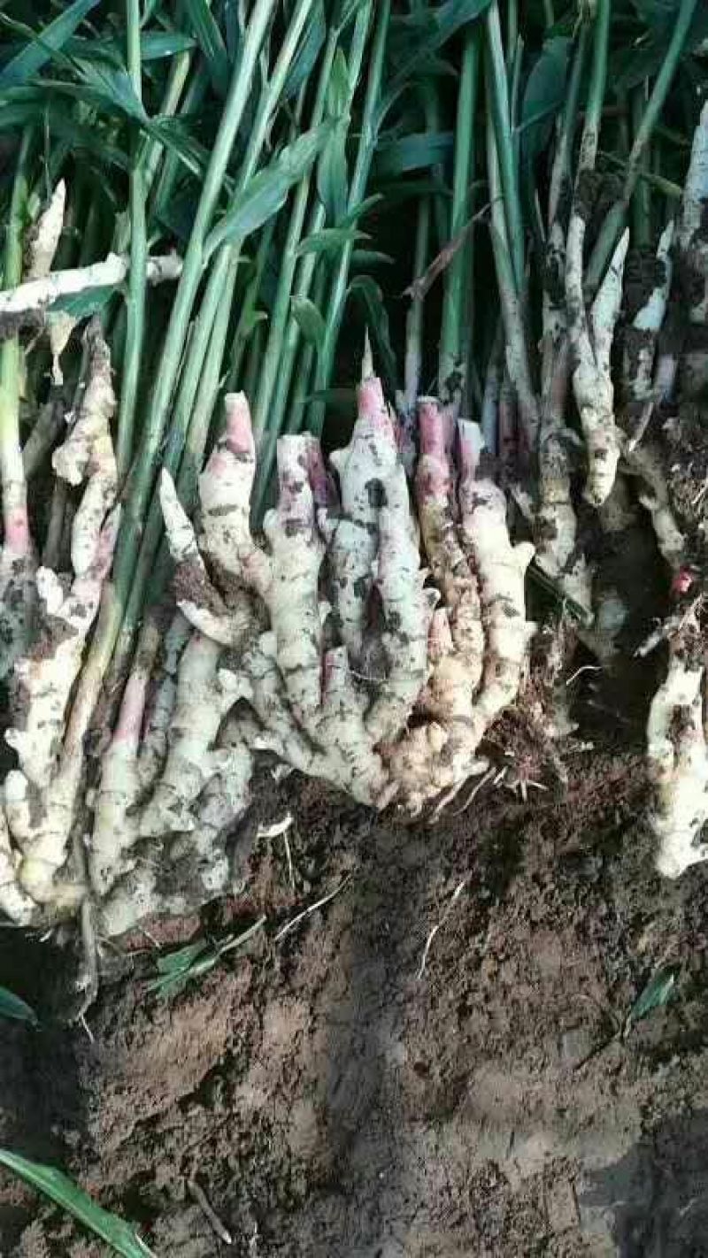 鲜姜红芽姜3两以上带土产地直销质量保证