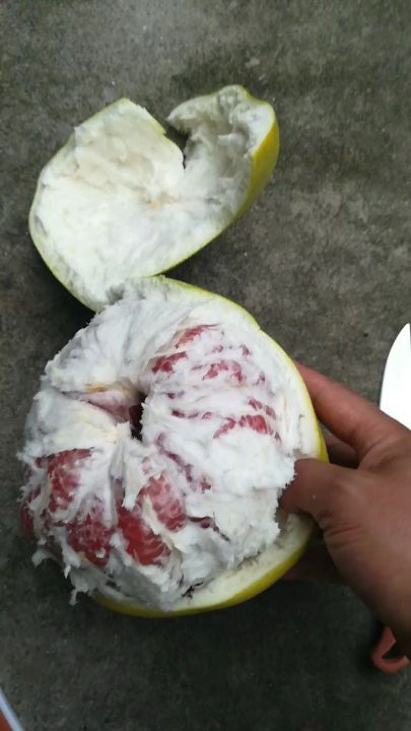 精品红心柚/白柚/皮薄/果肉无核/肉软多汁，量大从优