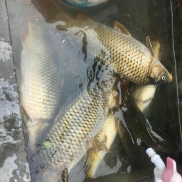 河鲤鱼食用1~2公斤