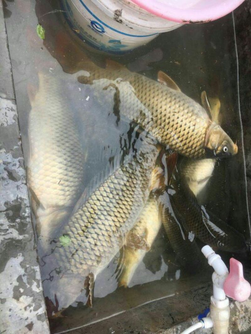 河鲤鱼食用1~2公斤