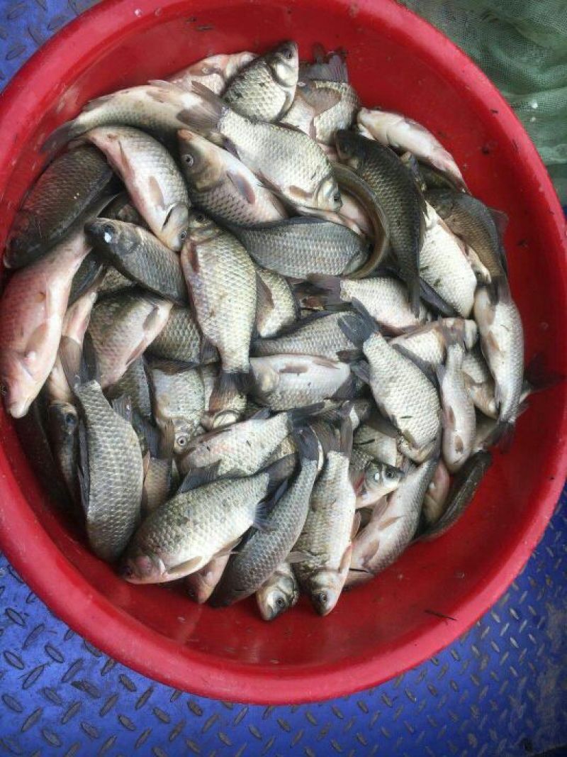 河鲤鱼食用1~2公斤