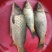 河鲤鱼食用1~2公斤