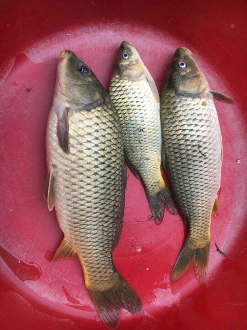 河鲤鱼食用1~2公斤