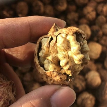 纸皮核桃云南核桃
