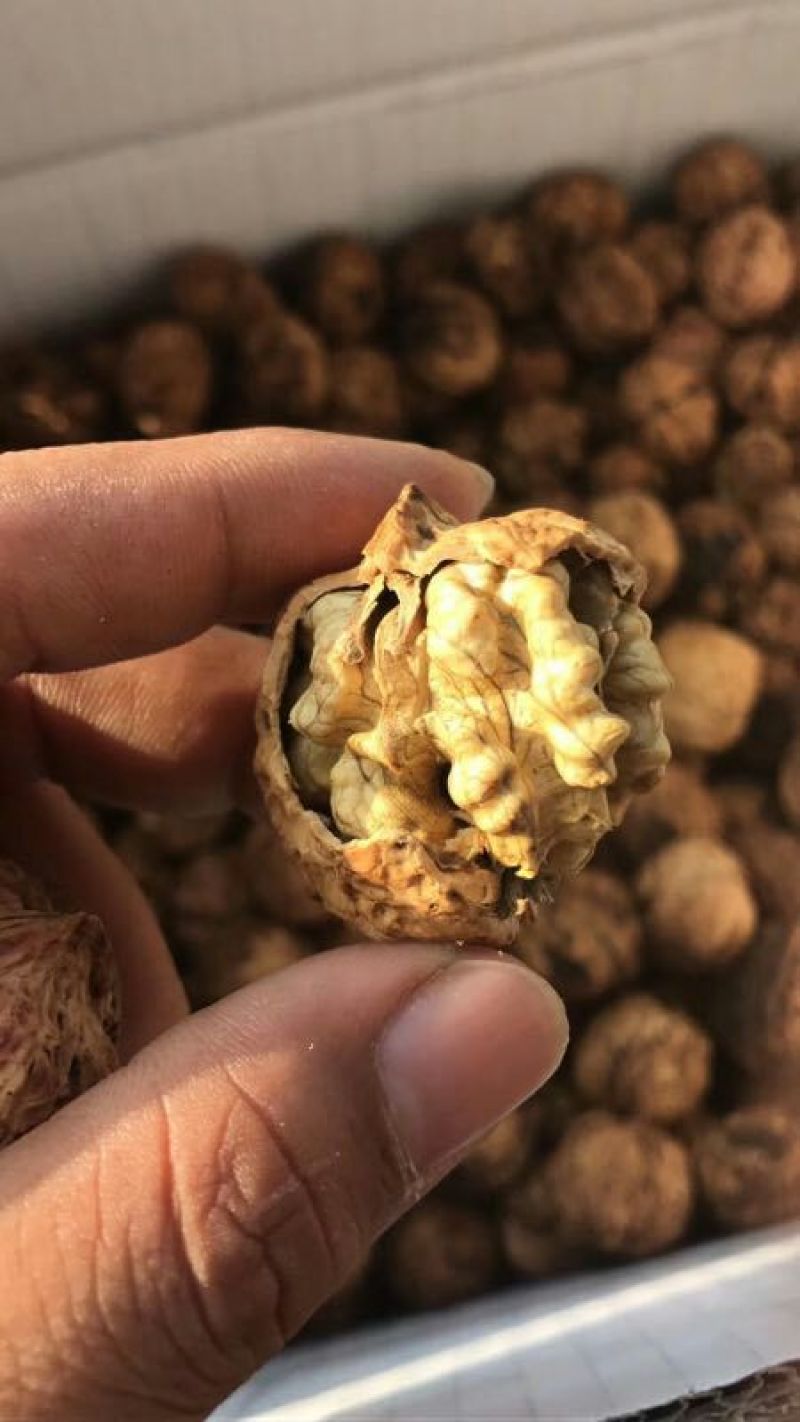 纸皮核桃云南核桃