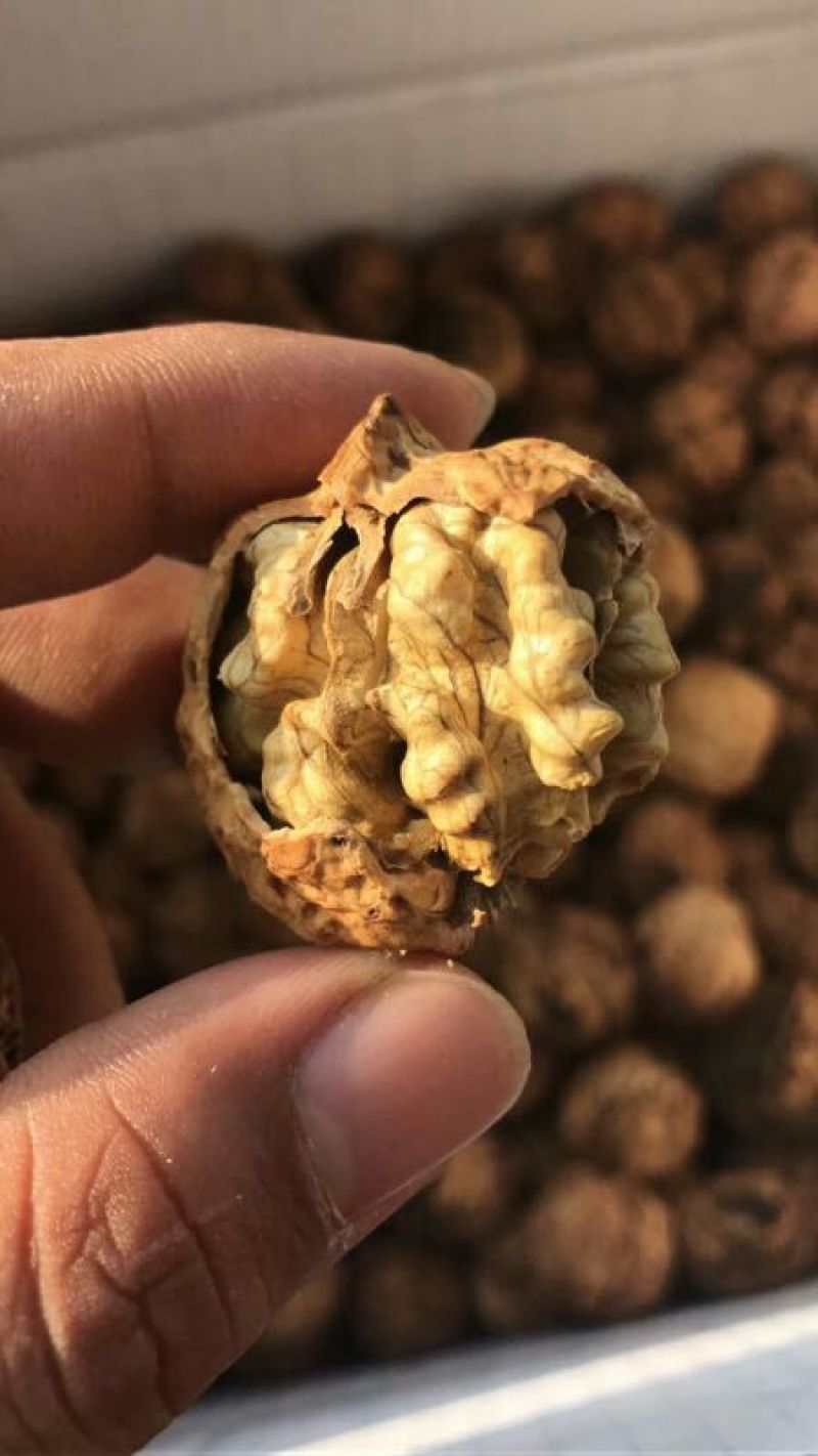 纸皮核桃云南核桃