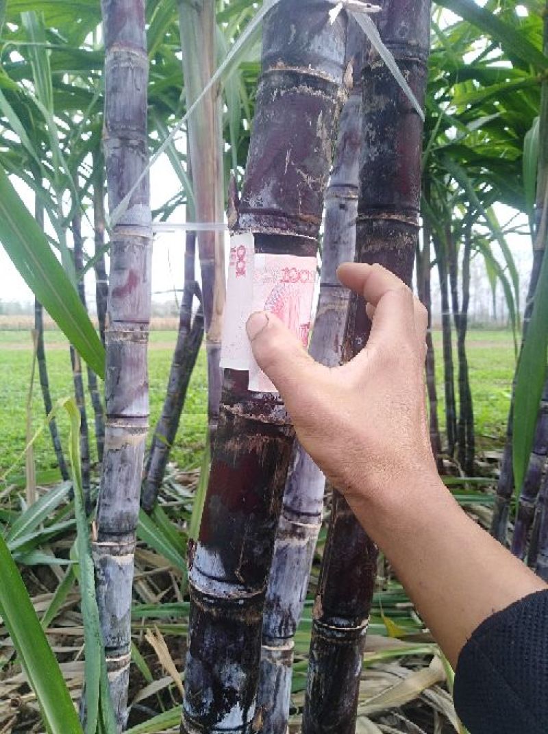 黑皮甘蔗，上市中，自家种植，
