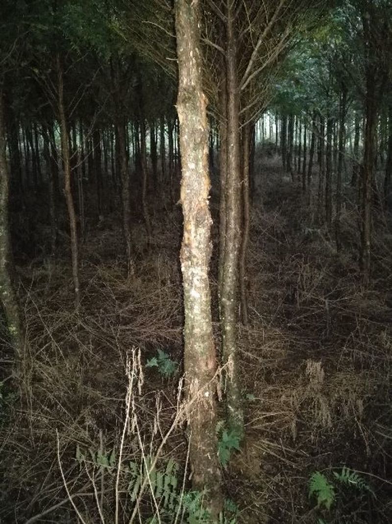 南方红豆杉8~10cm6~8cm4米以上
