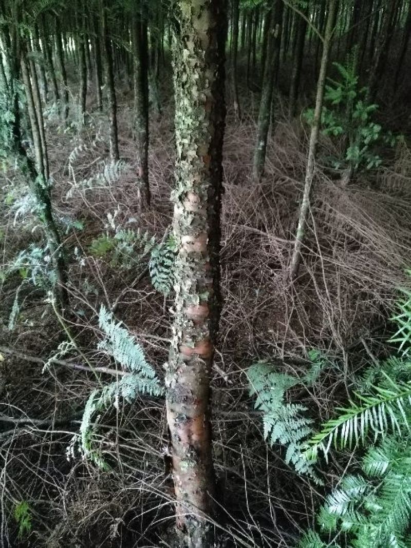 南方红豆杉8~10cm6~8cm4米以上