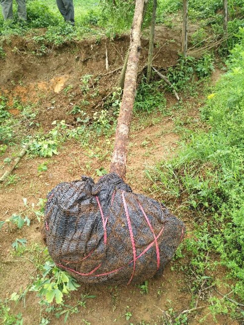 南方红豆杉8~10cm6~8cm4米以上