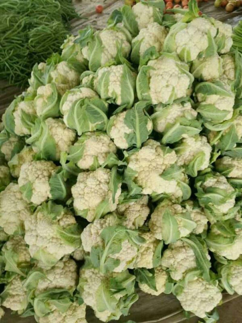 菜花量大可以全国发货放心购买质量保证