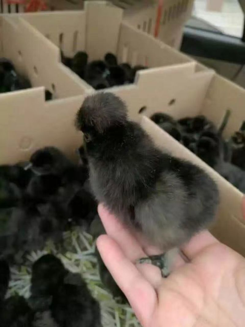 黑土鸡苗60~70克出壳苗通货