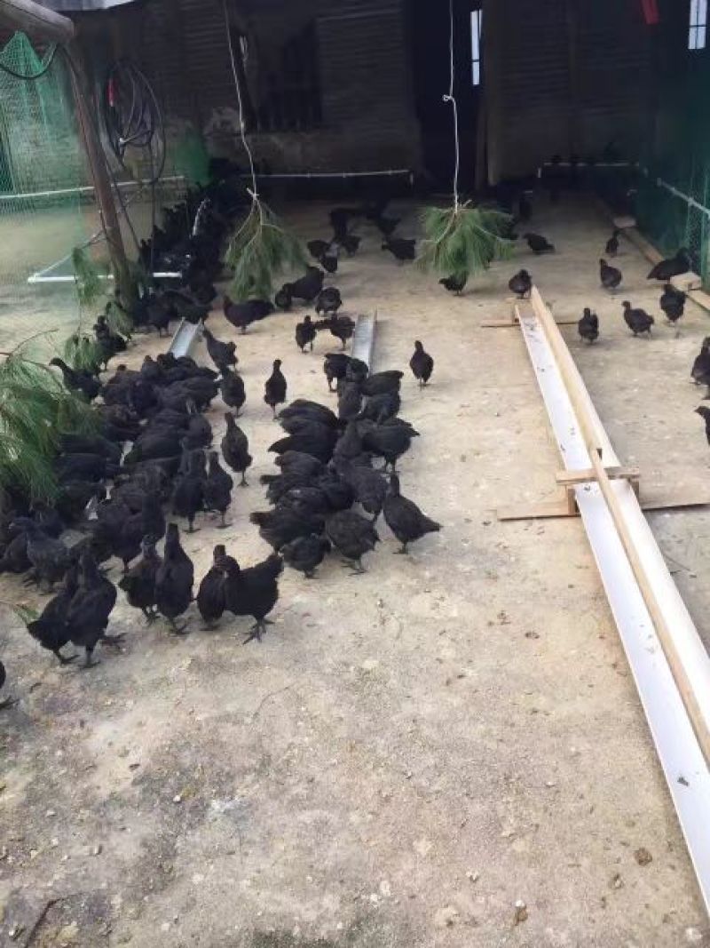 黑土鸡苗60~70克出壳苗通货