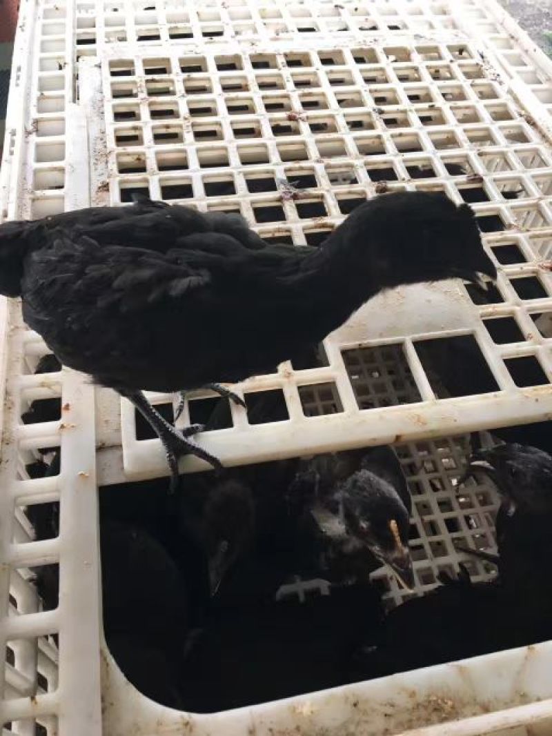黑土鸡苗60~70克出壳苗通货