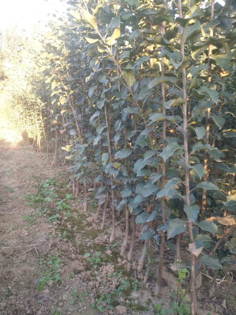 红肉苹果苗，80cm以上，清地处理中，一棵也是批发价