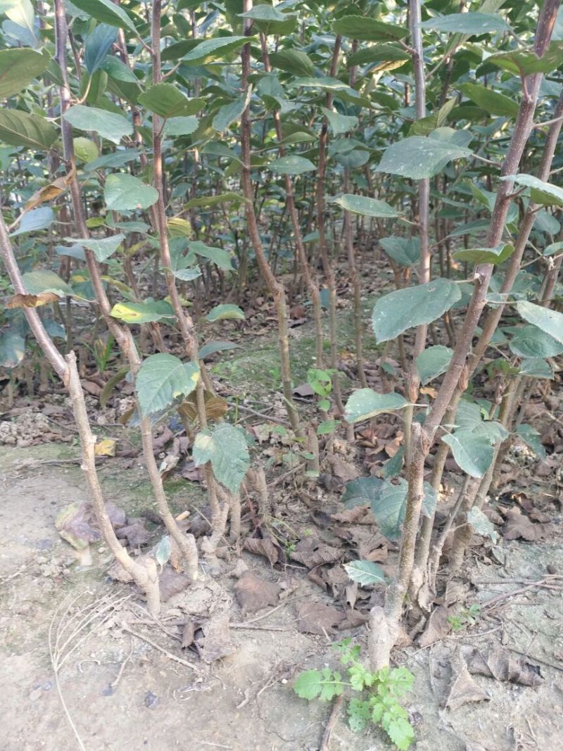 红肉苹果苗，80cm以上，清地处理中，一棵也是批发价