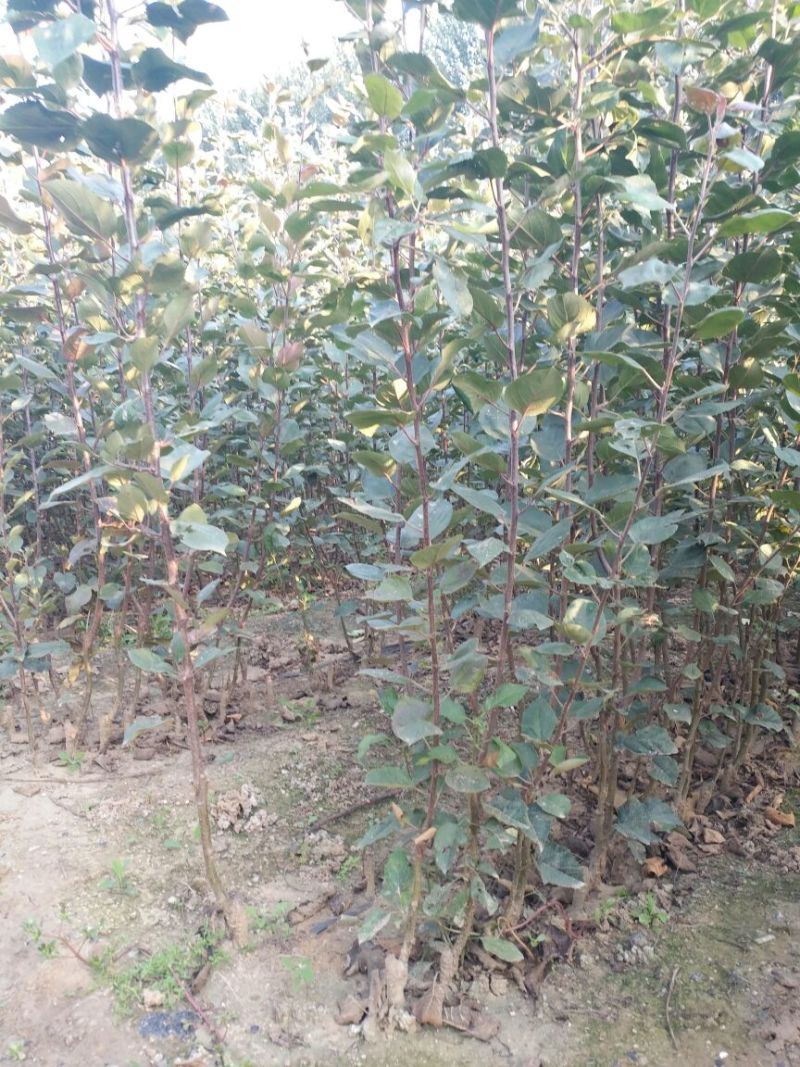 红肉苹果苗，80cm以上，清地处理中，一棵也是批发价