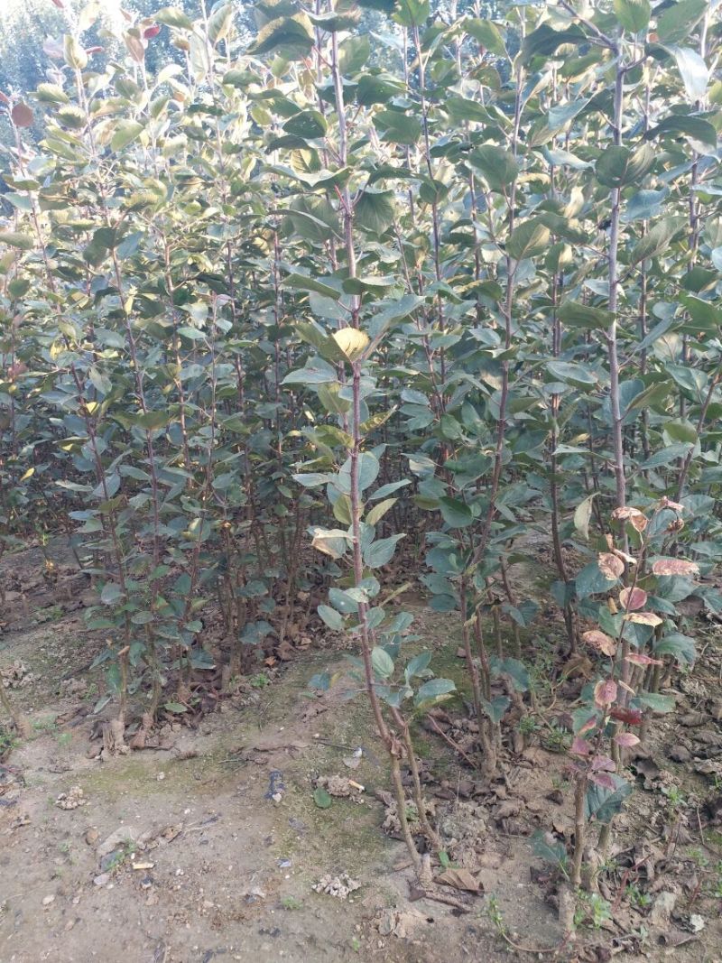 红肉苹果苗，80cm以上，清地处理中，一棵也是批发价
