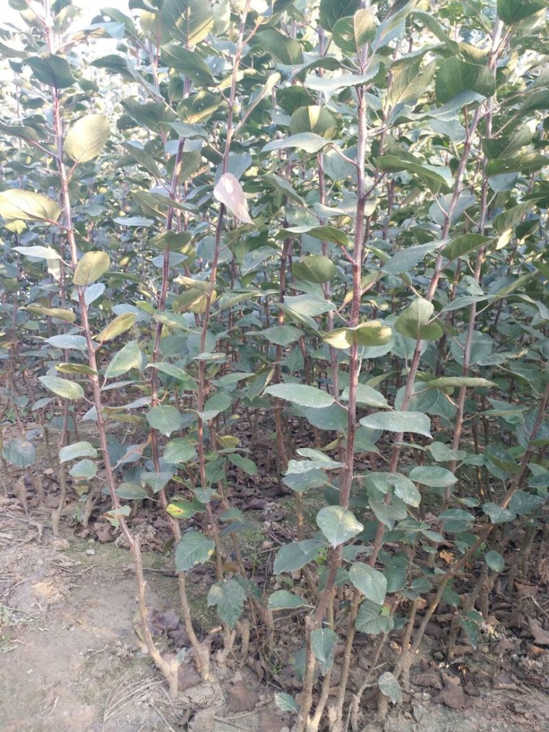 红肉苹果苗，80cm以上，清地处理中，一棵也是批发价