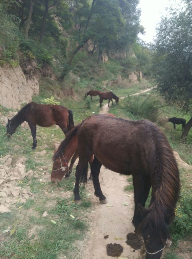 肉马200~300kg