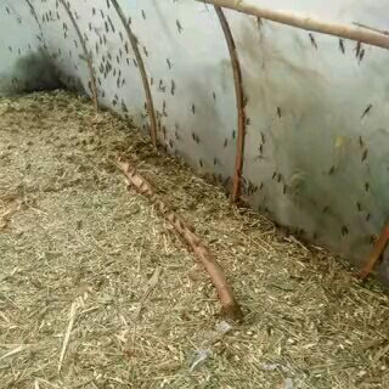 东亚飞蝗食用