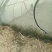 东亚飞蝗食用