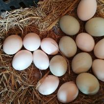 土鸡蛋食用40~50g