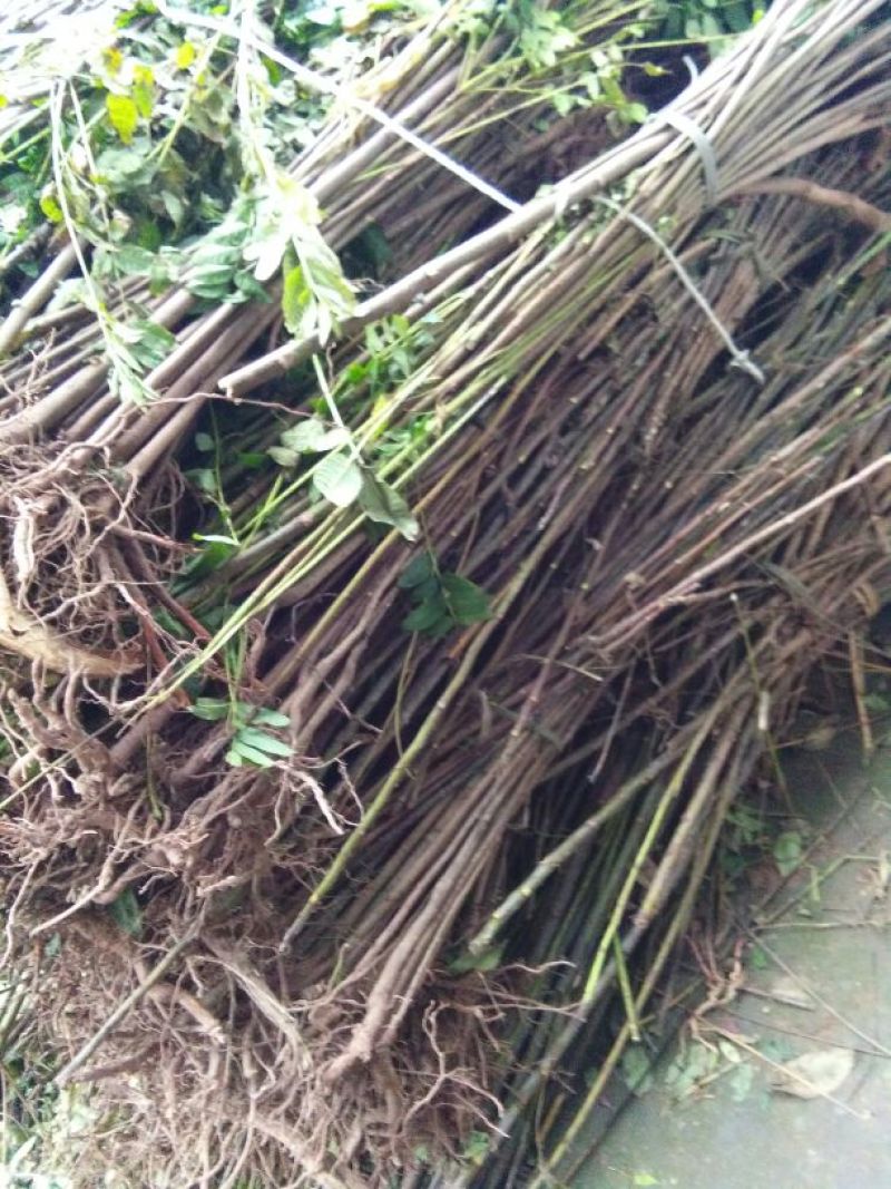 红油香椿树81~110cm