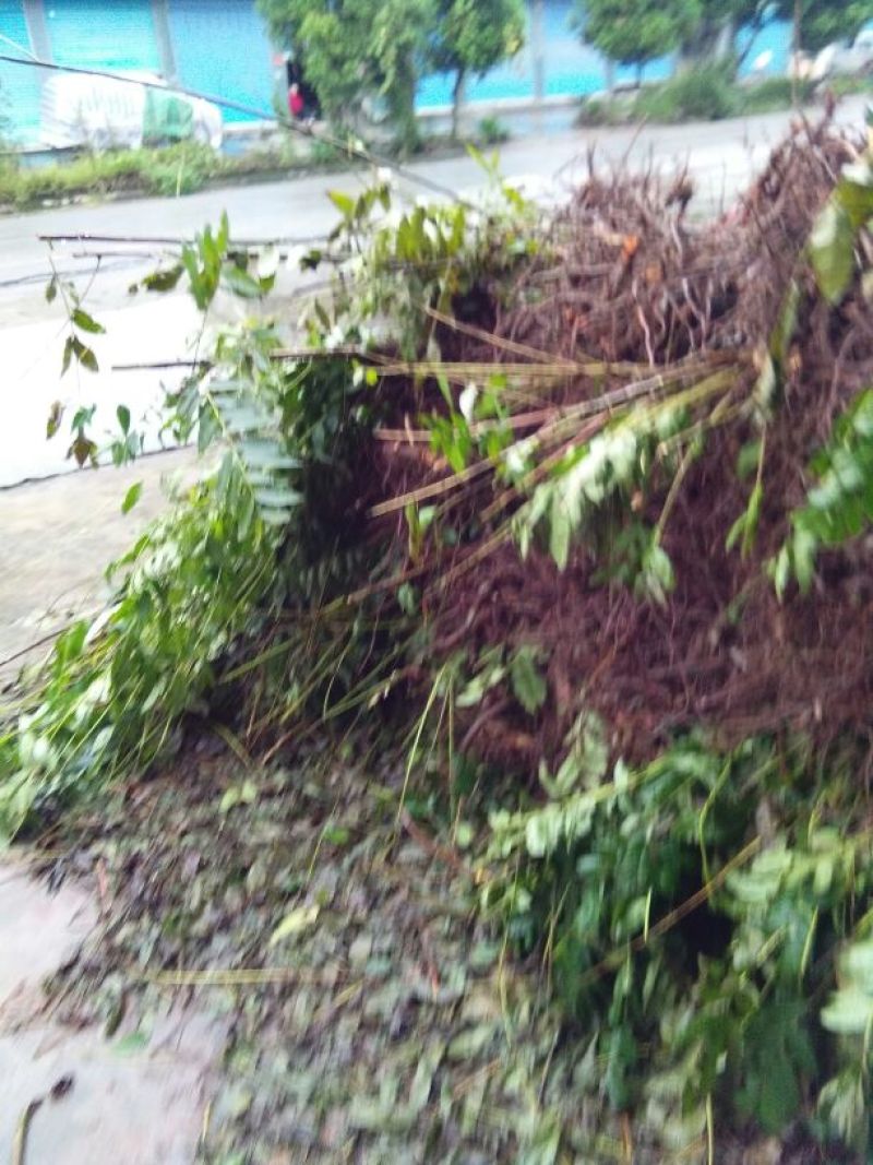 红油香椿树81~110cm